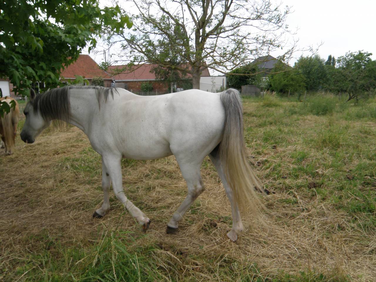 Merrie Arabier Te koop 2014 Vos ,  KATAR