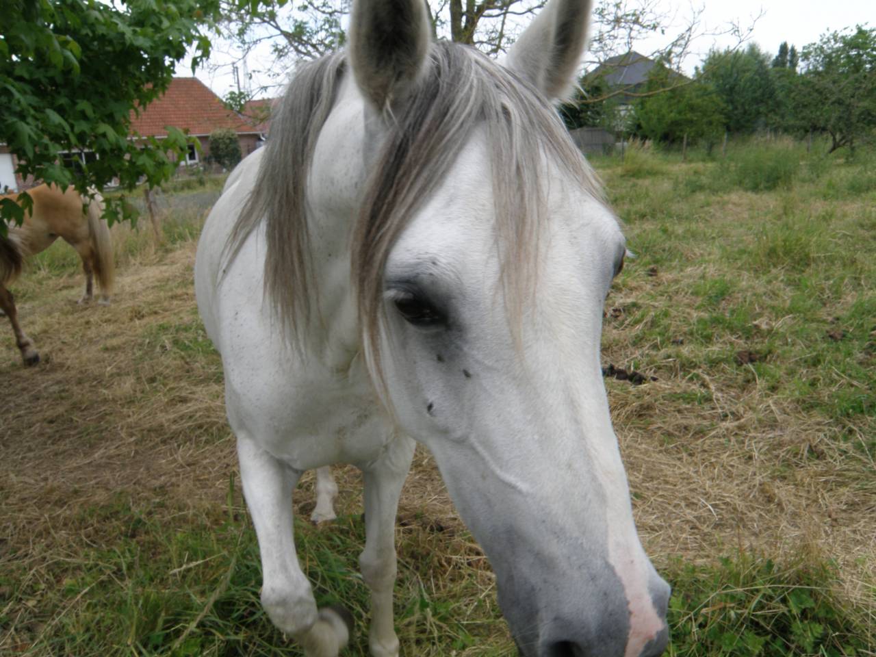 Merrie Arabier Te koop 2014 Vos ,  KATAR