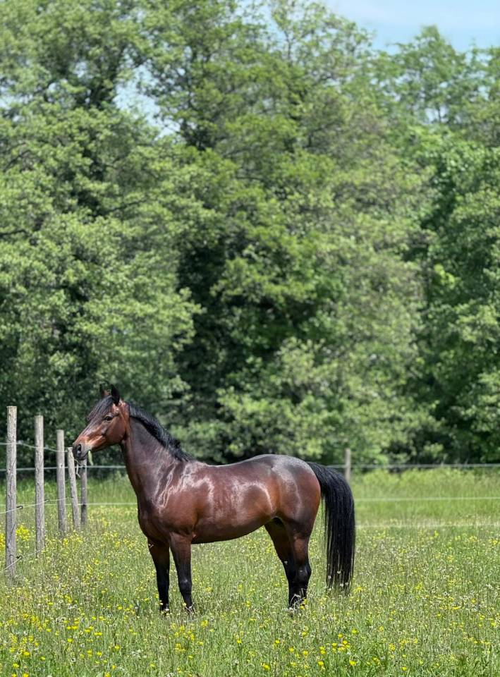 Merrie Franse rijpony PFS Te leen 2016 Donker bruin / bai ,  QUABAR DES MONCEAUX