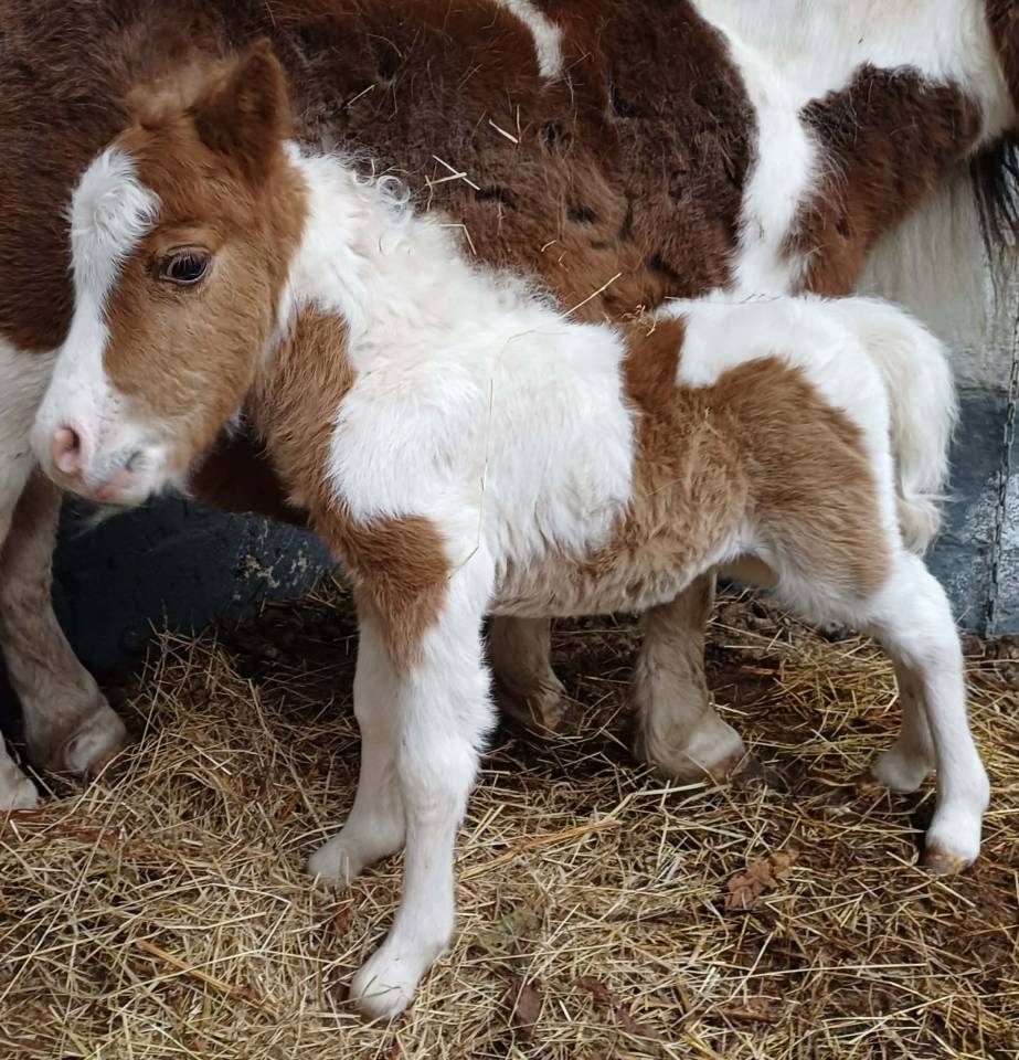 Veulen (ml) Shetland Te koop 2024 Bont