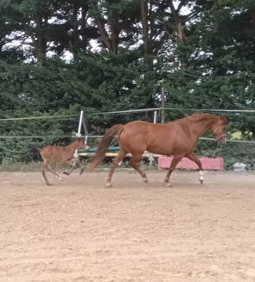 Merrie Franse rijpony PFS Te koop 2017 Vos ,  Blue tinka Tilia