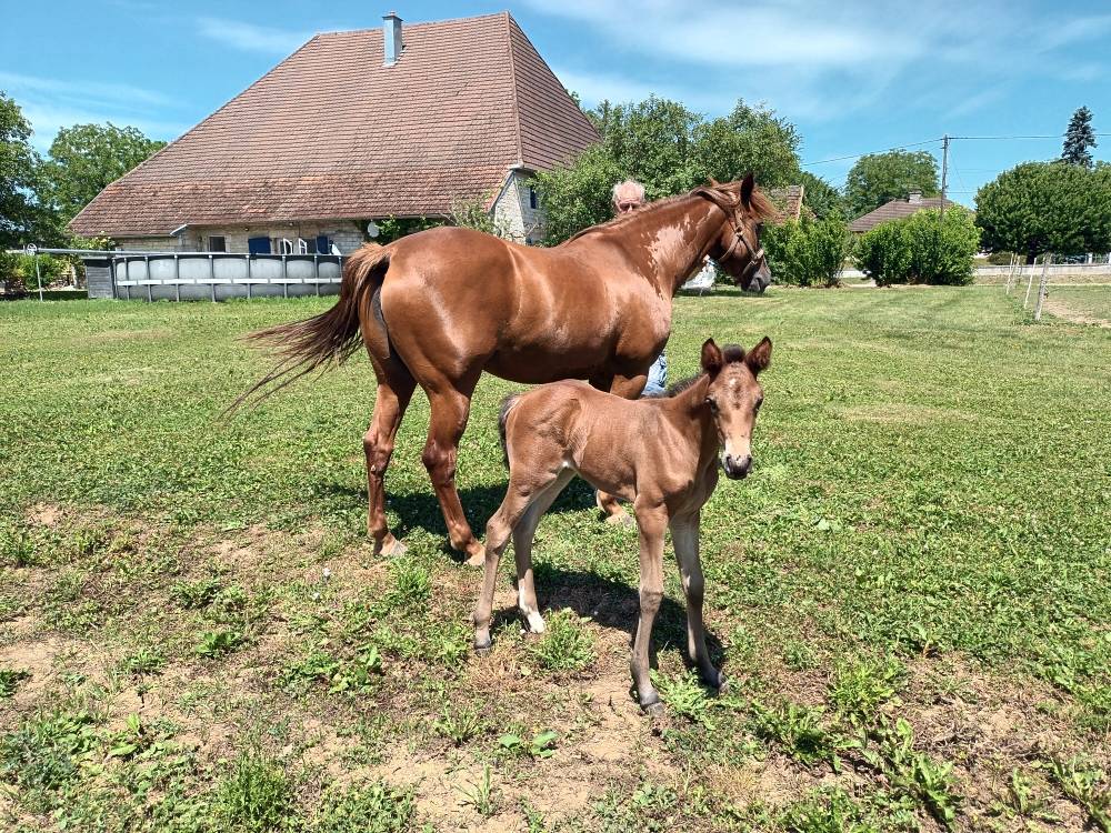 Merrie Franse rijpony PFS Te koop 2017 Vos ,  Blue tinka Tilia