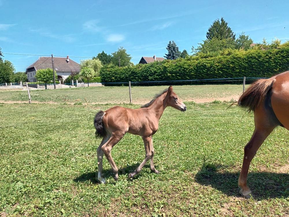 Merrie Franse rijpony PFS Te koop 2017 Vos ,  Blue tinka Tilia