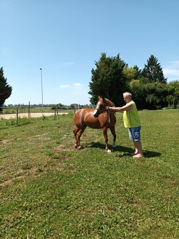 Merrie Franse rijpony PFS Te koop 2017 Vos ,  Blue tinka Tilia