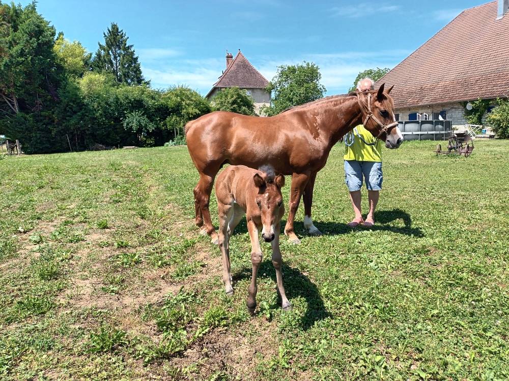 Merrie Franse rijpony PFS Te koop 2017 Vos ,  Blue tinka Tilia