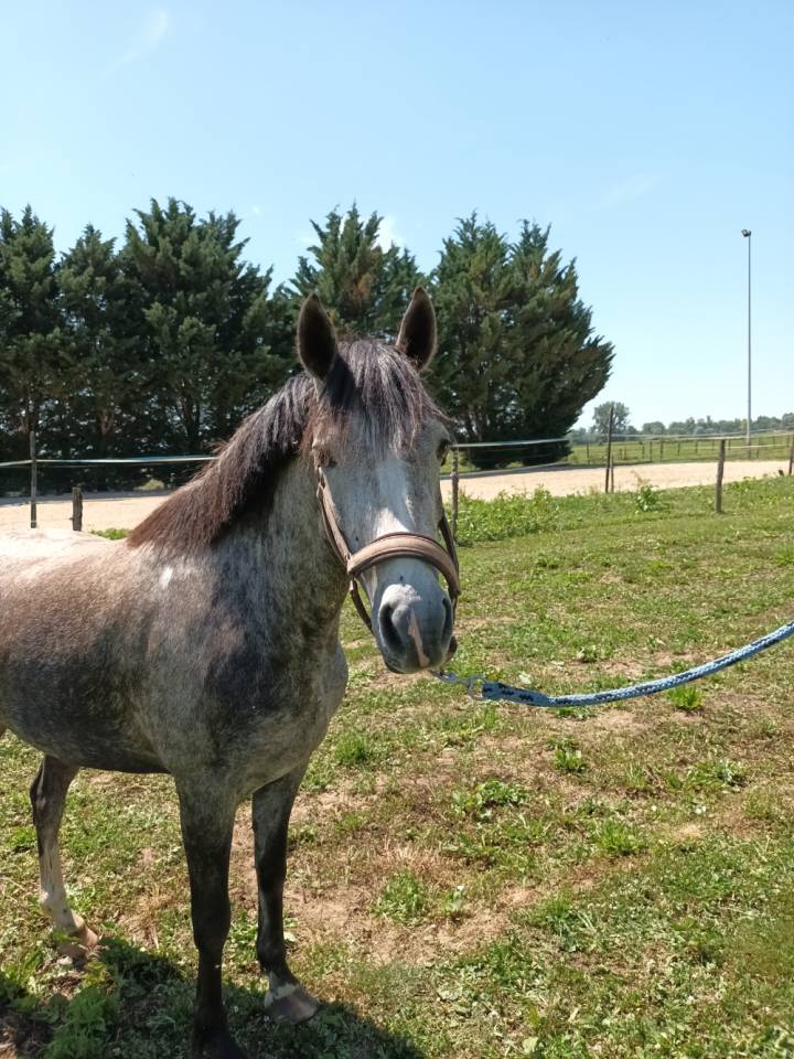 Merrie Welsh Partbred Te koop 2022 Schimmel ,  Oc&eacute;an du levant