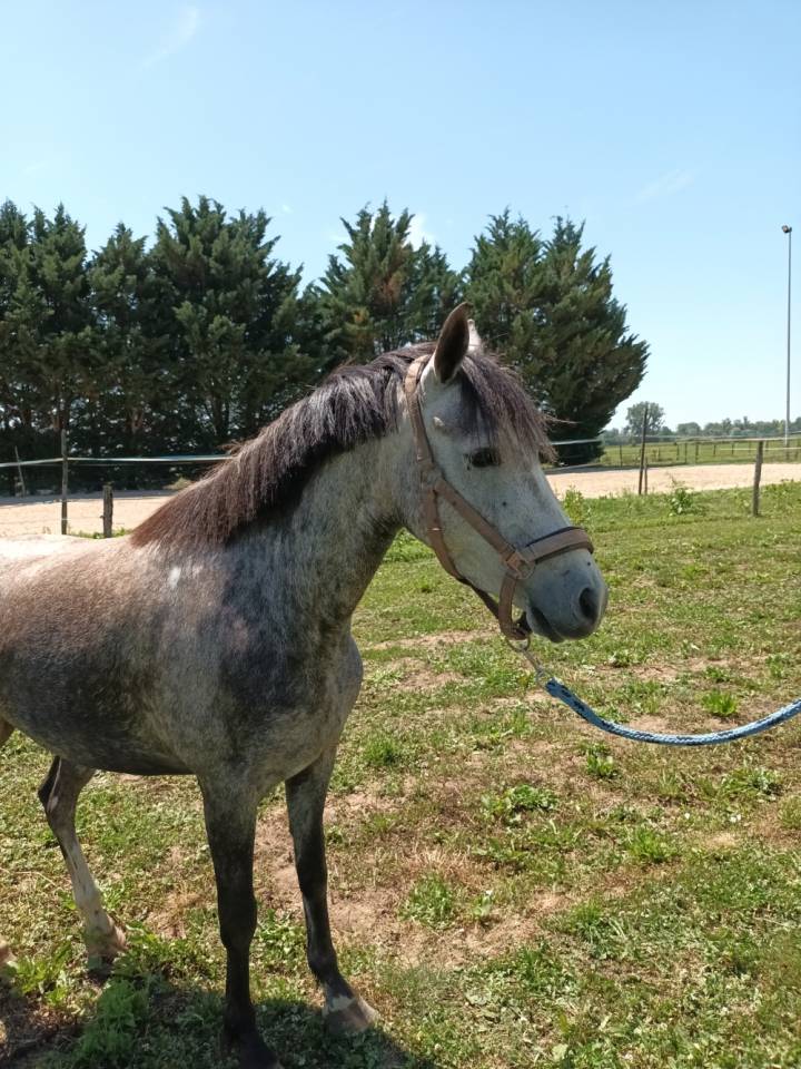 Merrie Welsh Partbred Te koop 2022 Schimmel ,  Oc&eacute;an du levant