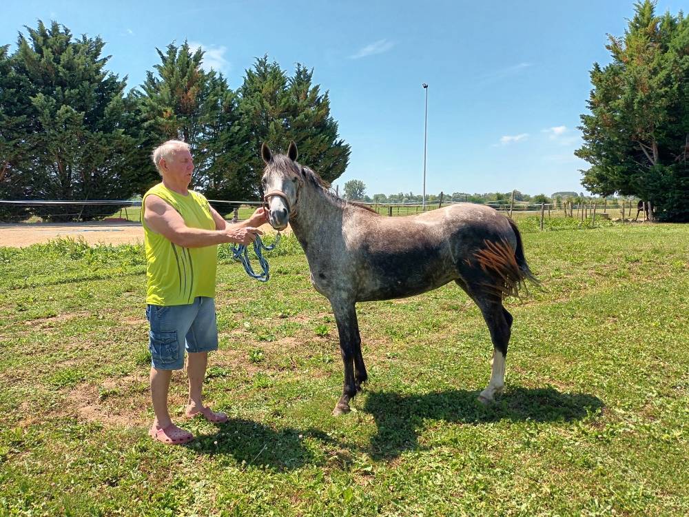Merrie Welsh Partbred Te koop 2022 Schimmel ,  Oc&eacute;an du levant