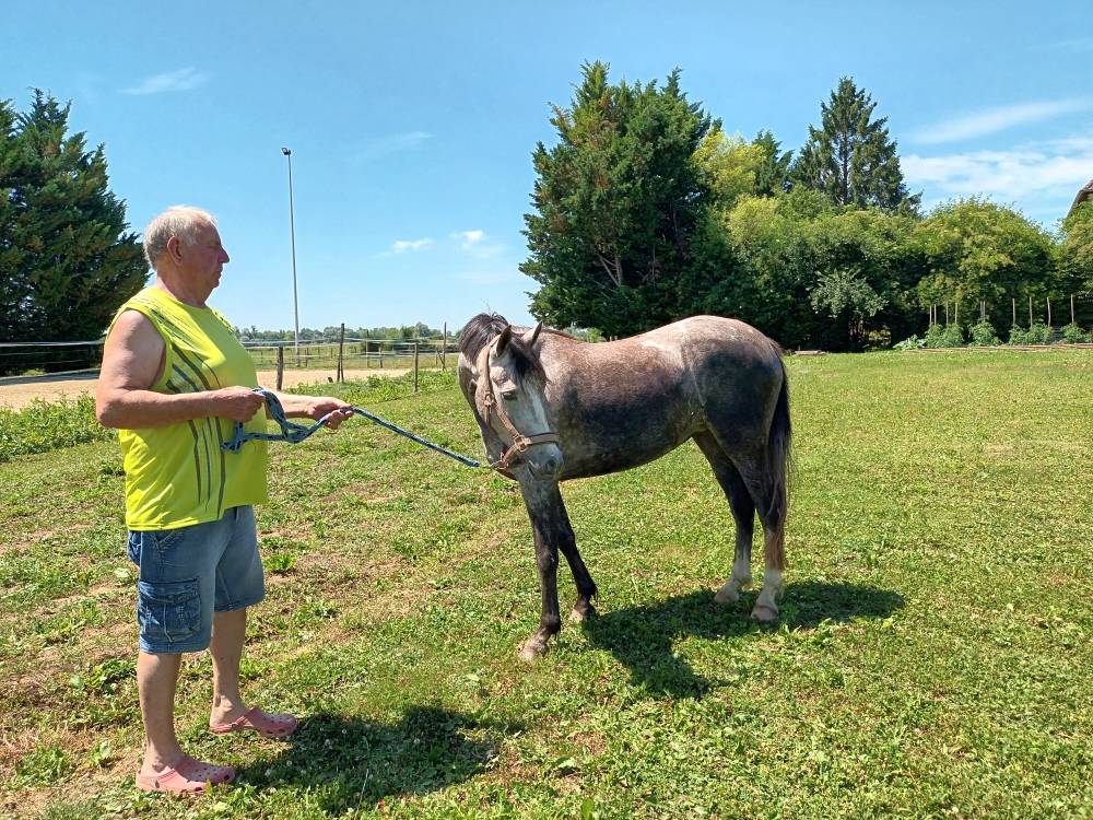 Merrie Welsh Partbred Te koop 2022 Schimmel ,  Oc&eacute;an du levant