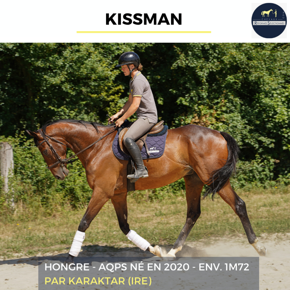 Ruin Autre Que Pur-Sang (Geen volbloed) Te koop 2020 Donker bruin / bai ,  KARAKTAR (IRE)