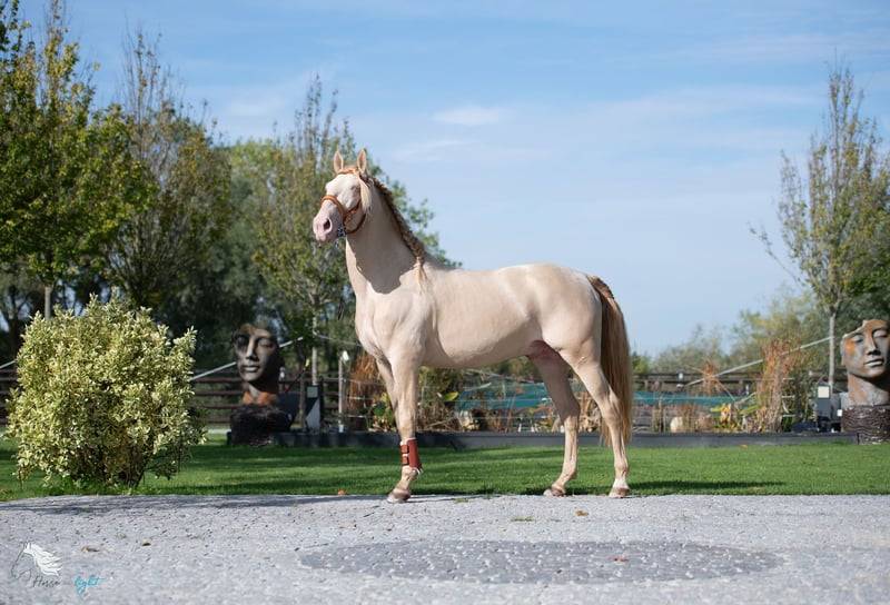 Ruin Lusitano Te koop 2012 Cr&egrave;me ,  SULTAO