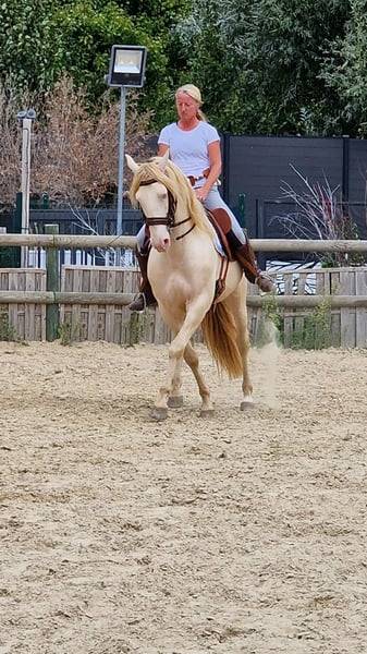 Ruin Lusitano Te koop 2012 Cr&egrave;me ,  SULTAO