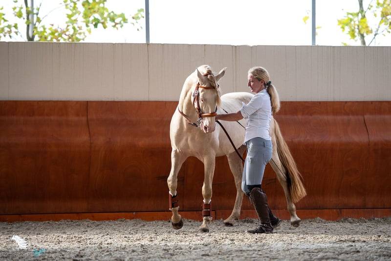 Ruin Lusitano Te koop 2012 Cr&egrave;me ,  SULTAO