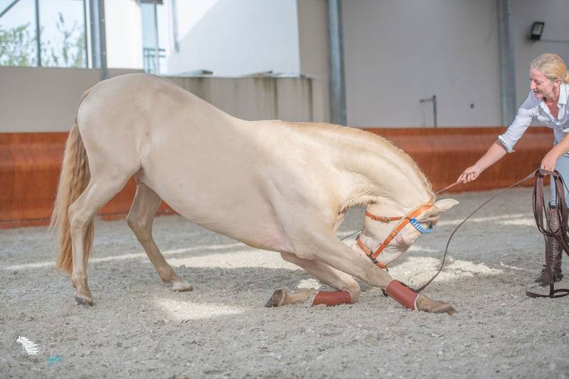 Ruin Lusitano Te koop 2012 Cr&egrave;me ,  SULTAO