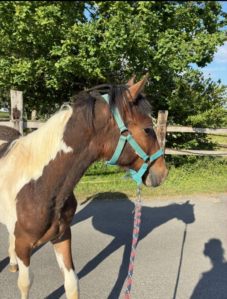 Ruin Welsh Partbred Te koop 2024 Bont