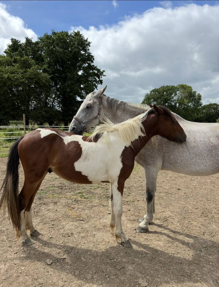 Ruin Welsh Partbred Te koop 2024 Bont