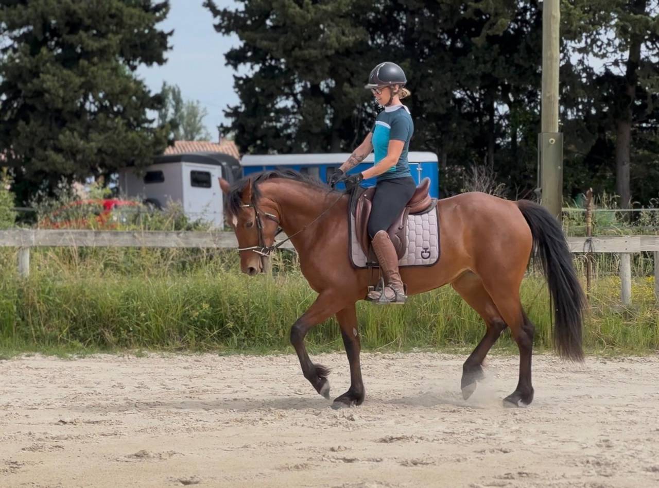 Merrie Connemara Te koop 2022 Donker bruin / bai ,  tresor d'azur