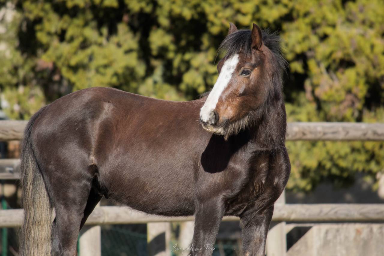 Hengst Welsh Pony (Section B) Te koop 2021 Donker bruin / bai