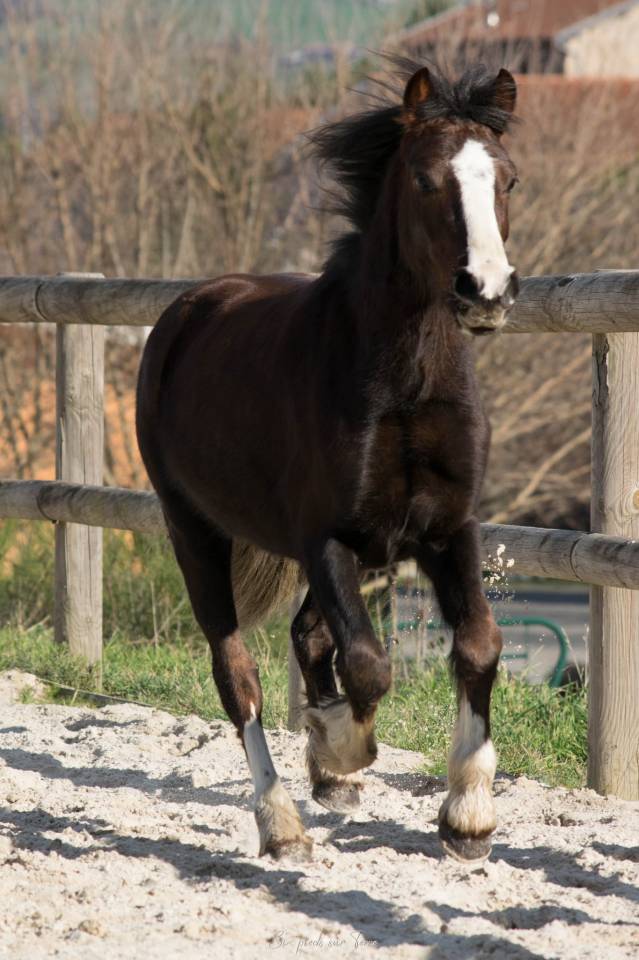 Hengst Welsh Pony (Section B) Te koop 2021 Donker bruin / bai