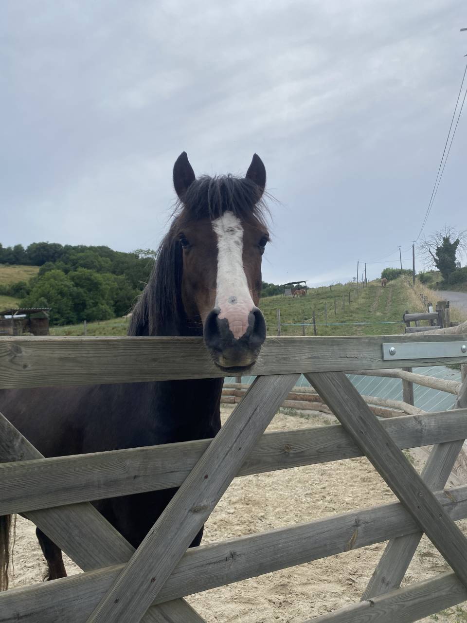 Hengst Welsh Pony (Section B) Te koop 2021 Donker bruin / bai