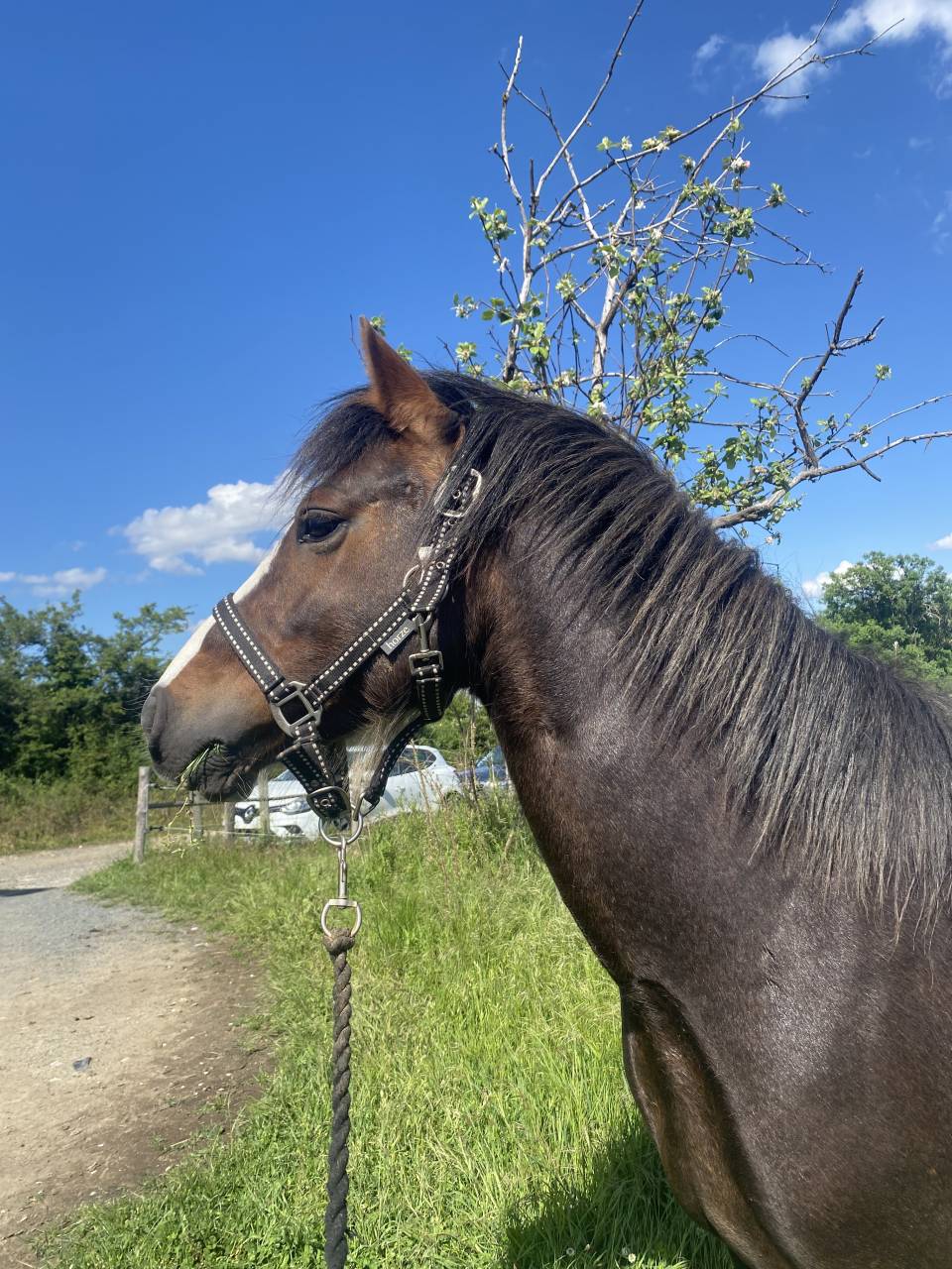 Hengst Welsh Pony (Section B) Te koop 2021 Donker bruin / bai