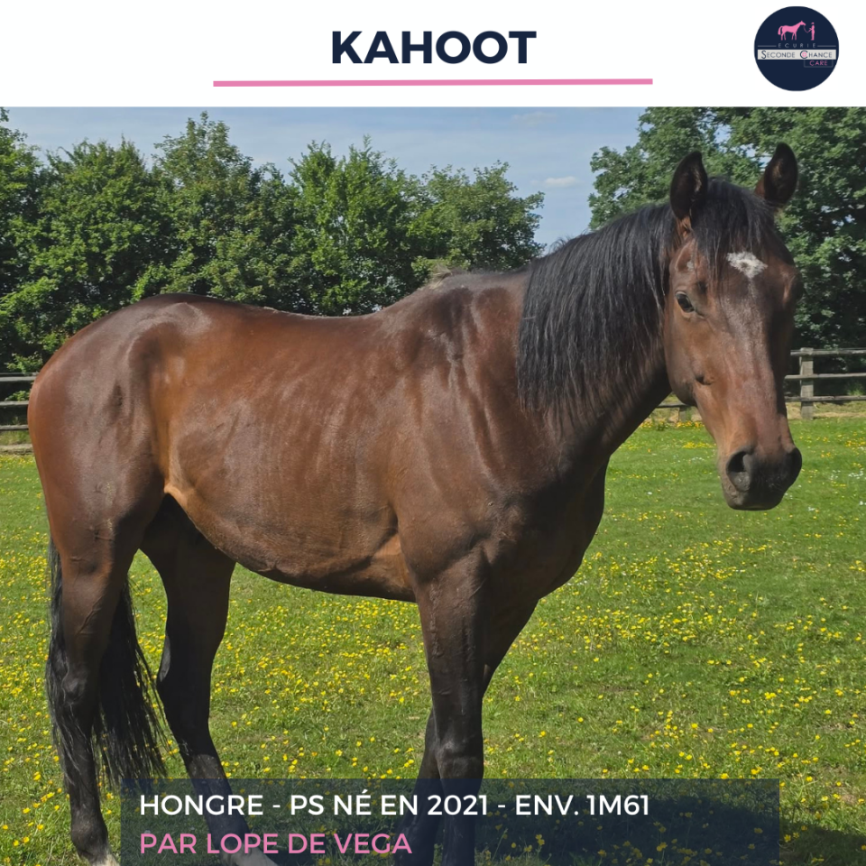 Ruin Volbloed Te koop 2021 Donker bruin / bai