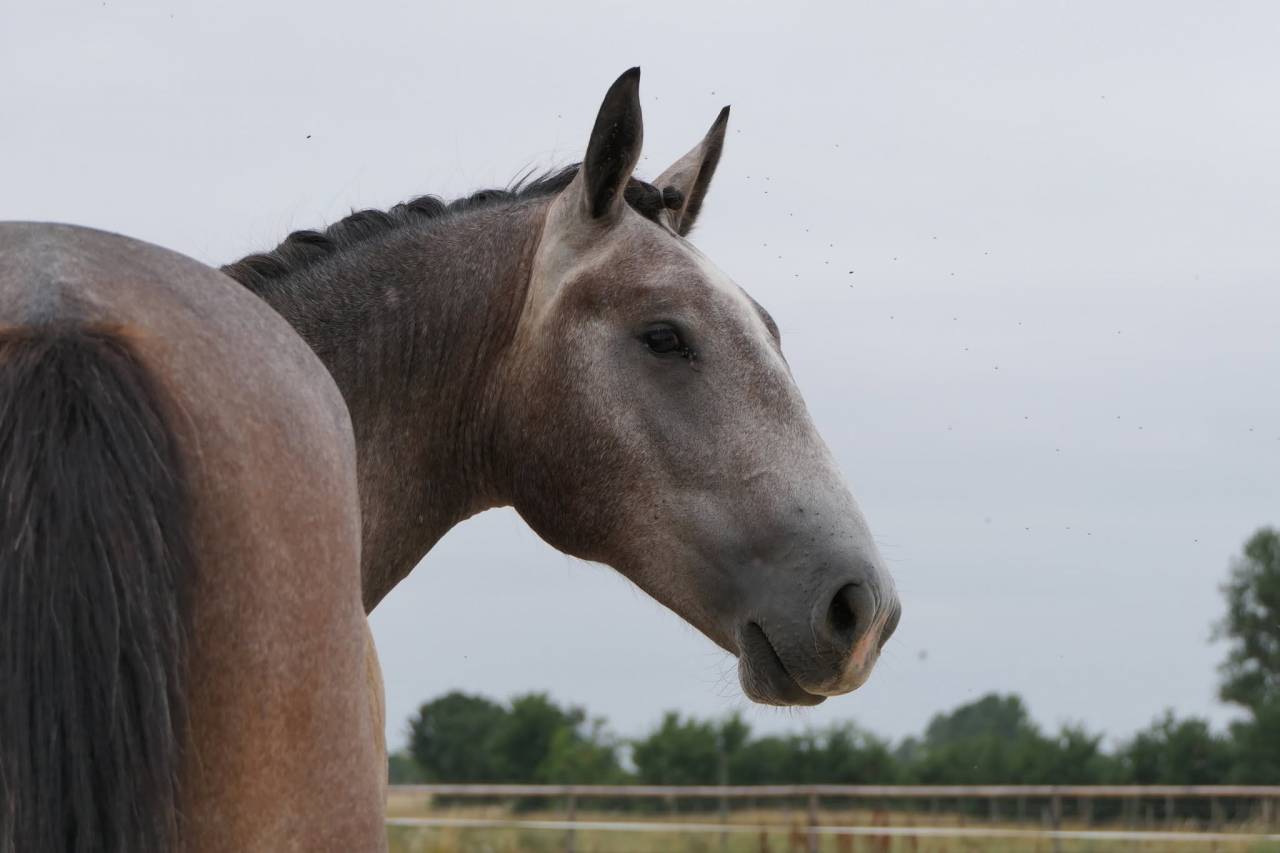 Hengst New Forest Te koop 2025 Schimmel ,  KOMILFO LOVE DE CE