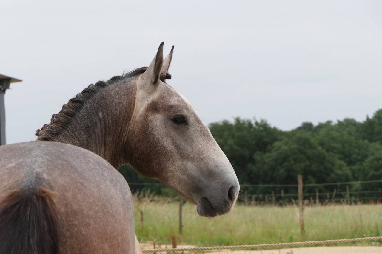Hengst New Forest Te koop 2025 Schimmel ,  KOMILFO LOVE DE CE