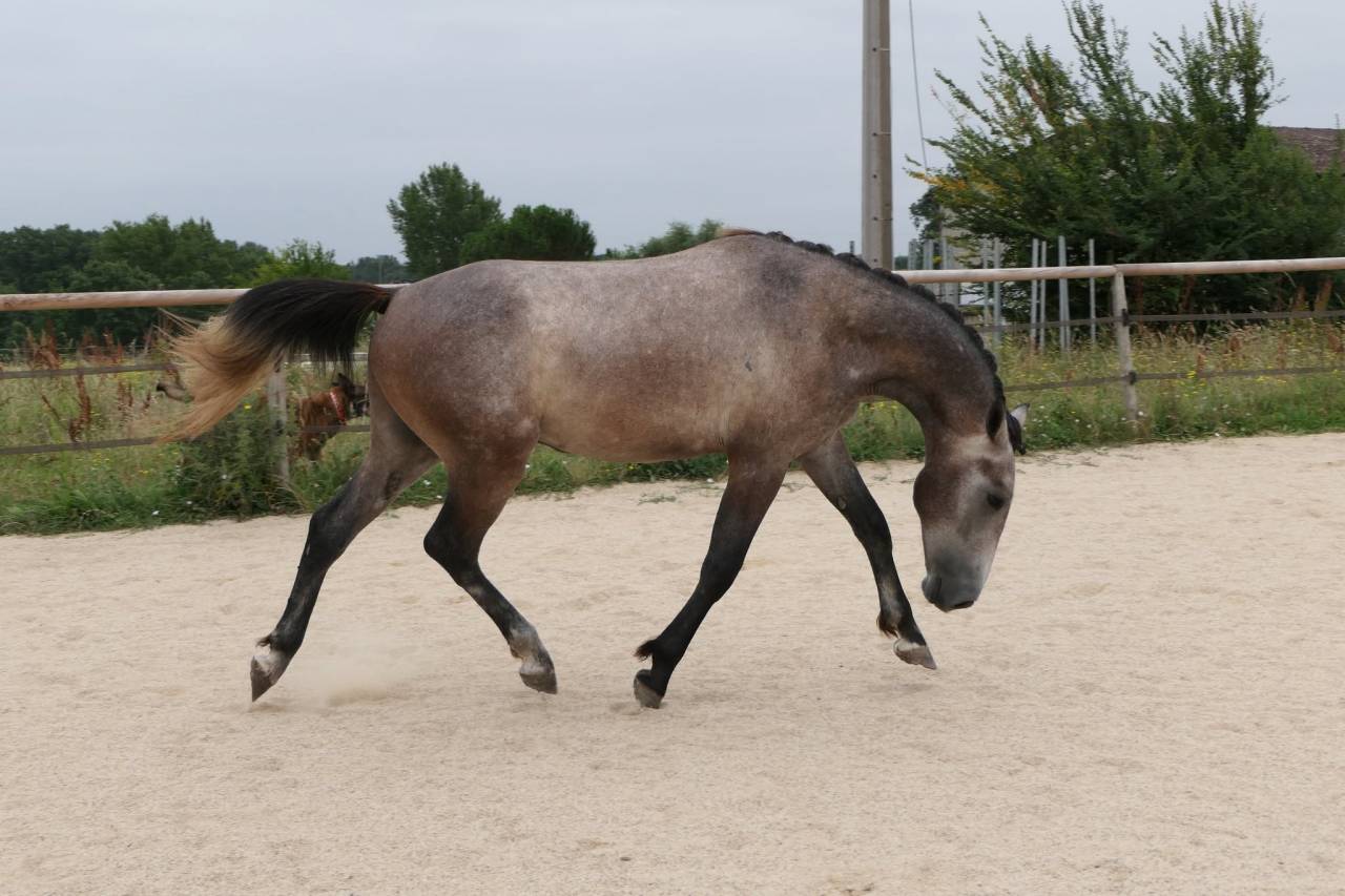 Hengst New Forest Te koop 2025 Schimmel ,  KOMILFO LOVE DE CE