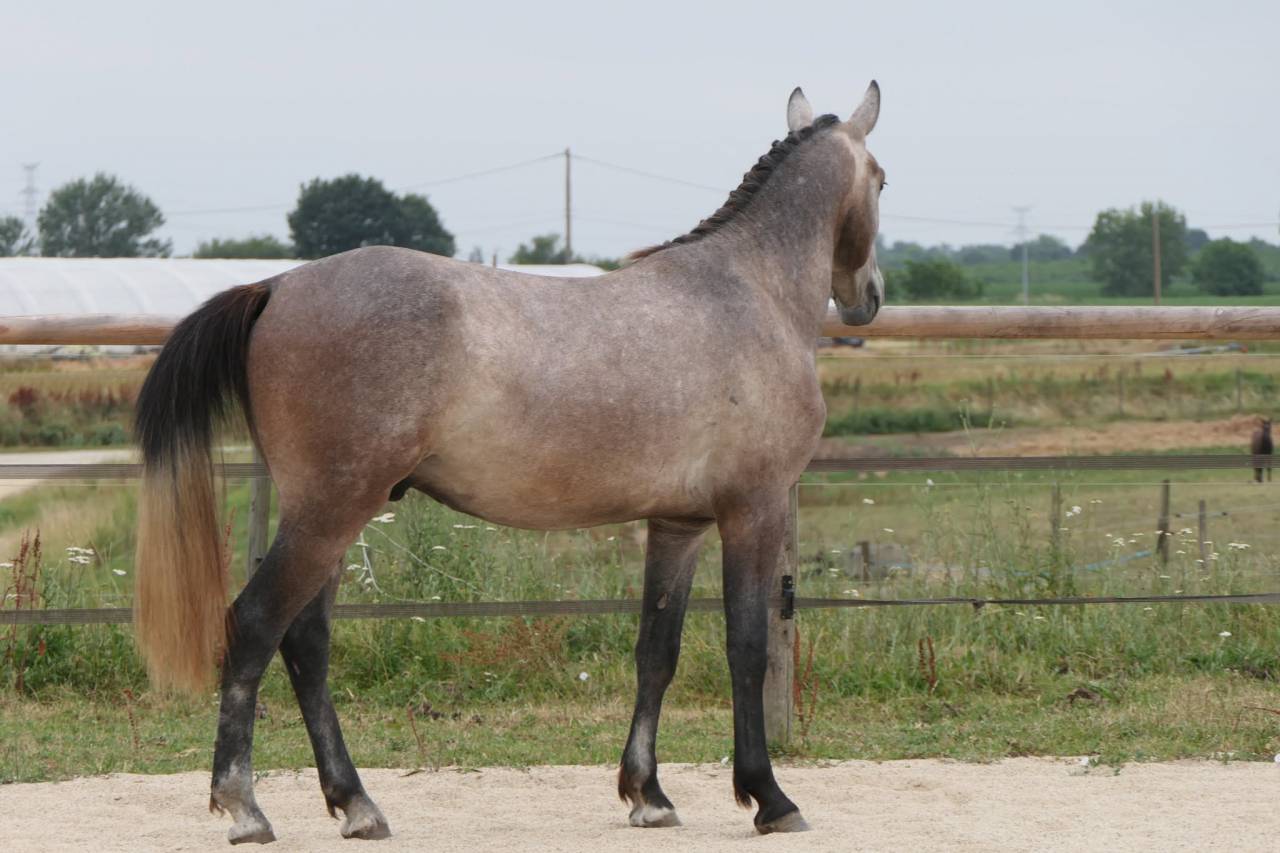 Hengst New Forest Te koop 2025 Schimmel ,  KOMILFO LOVE DE CE