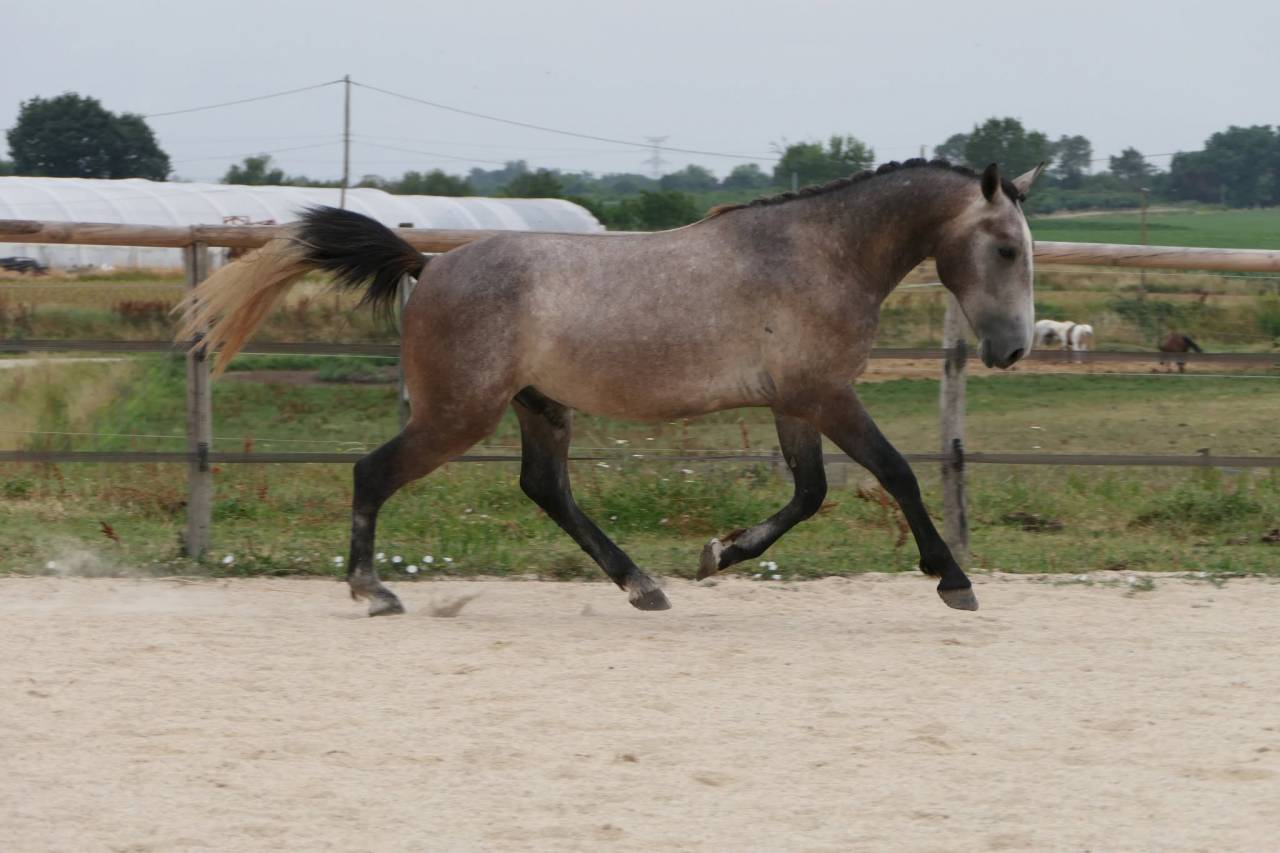 Hengst New Forest Te koop 2025 Schimmel ,  KOMILFO LOVE DE CE