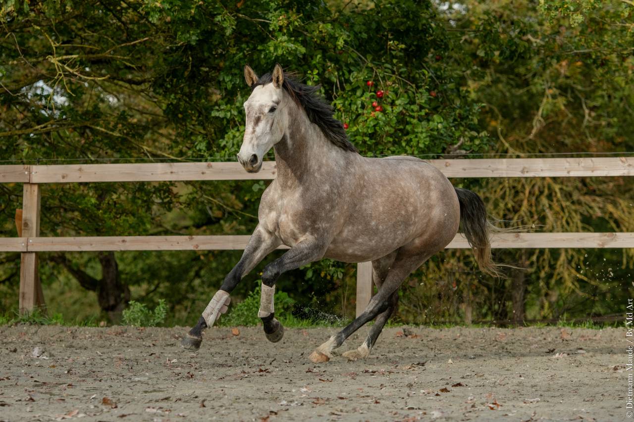 Merrie Lusitano Te koop 2020 Schimmel