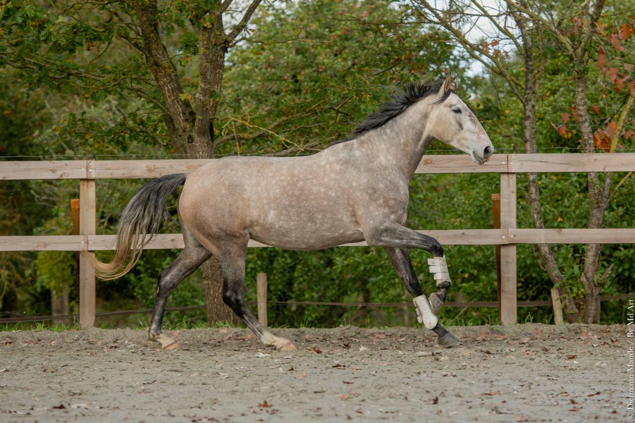 Merrie Lusitano Te koop 2020 Schimmel