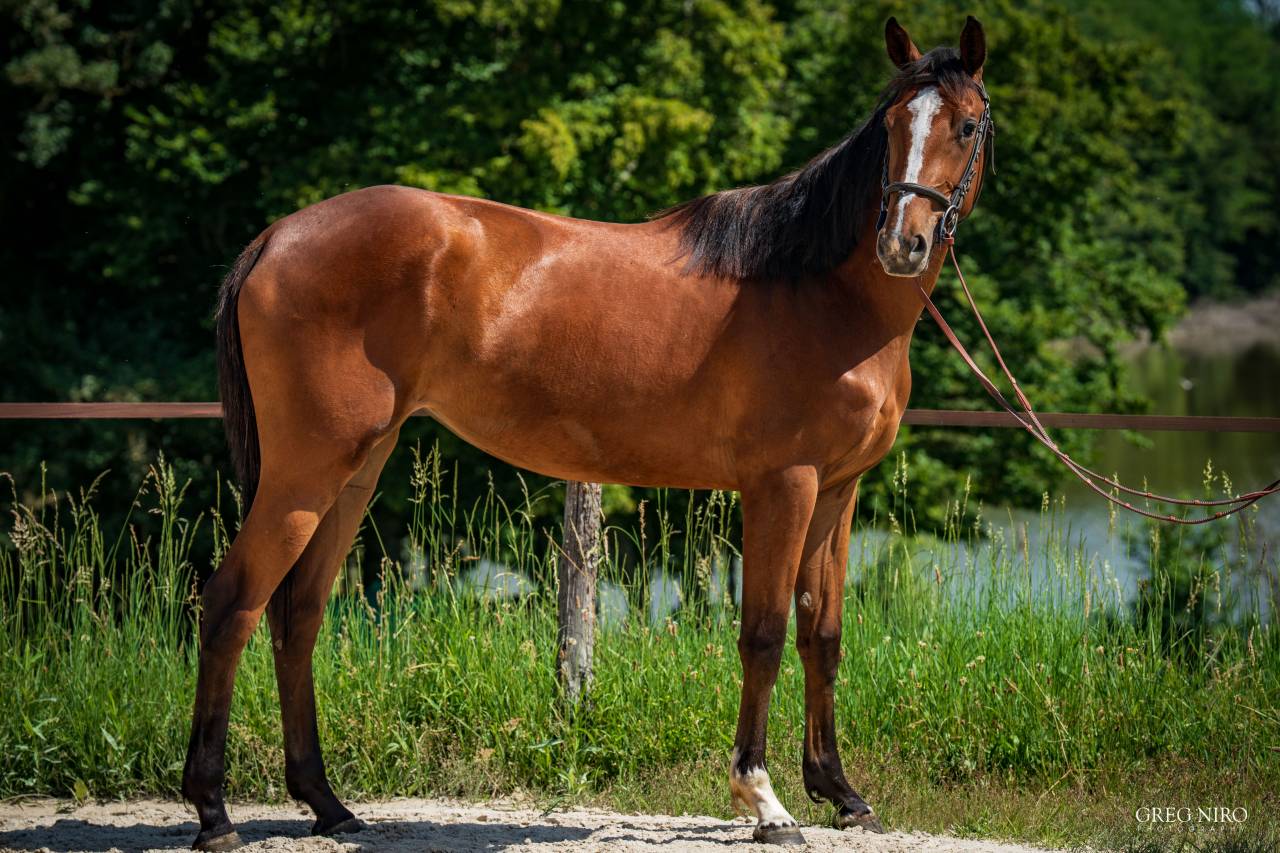 Veulen (vr) Rijpaard Te koop 2024 Vos ,  Indian Dafodil