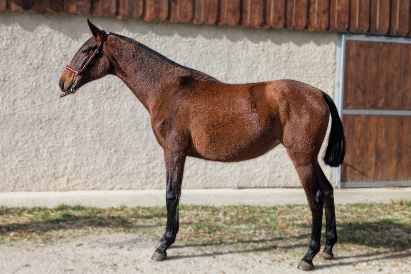 Merrie PRE Puur Ras Spaans Te koop 2024 Donker bruin / bai ,  ABANICO SG