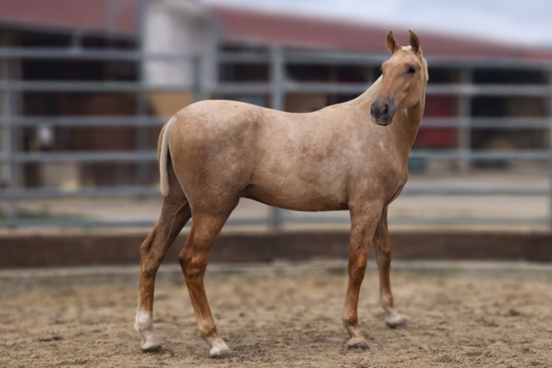 Veulen (ml) PRE Puur Ras Spaans Te koop 2025 Palomino ,  MALVERDE FP