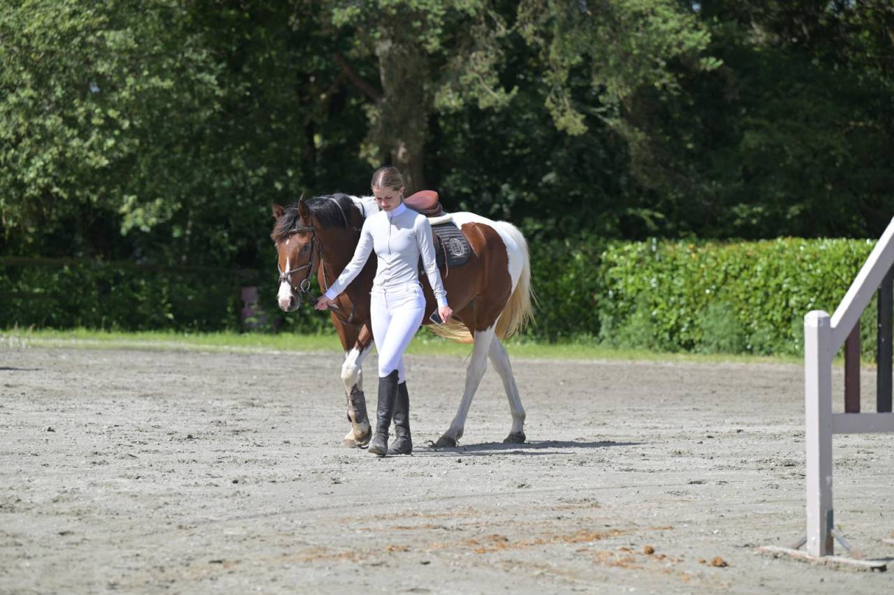 Merrie Zangersheide Te koop 2021 Bont ,  Offspring van den heuval