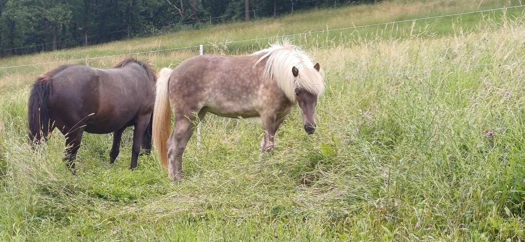 Veulen (vr) IJslands Te koop 2025 Overige kleuren ,  &Iacute;sak van't Glymurshof