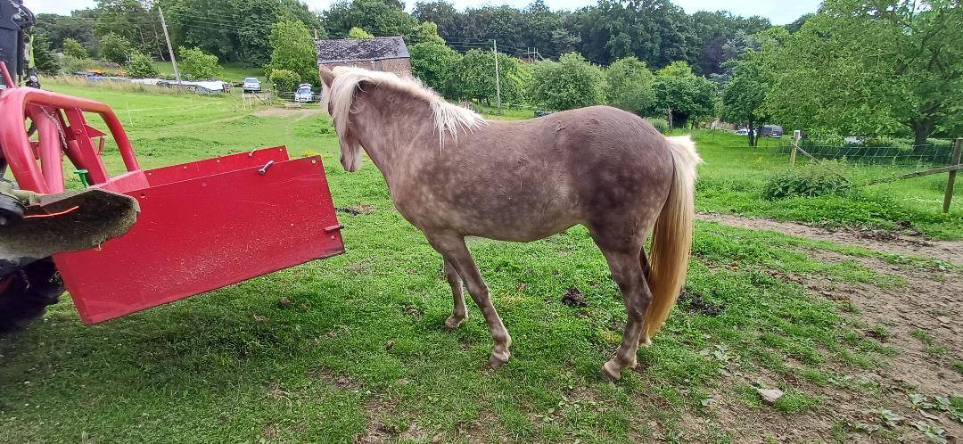 Veulen (vr) IJslands Te koop 2025 Overige kleuren ,  &Iacute;sak van't Glymurshof