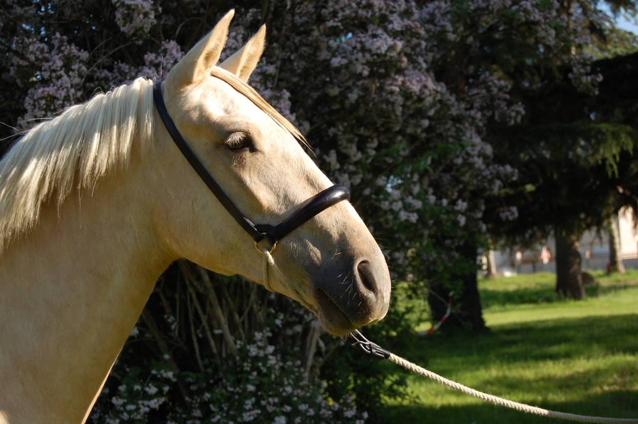 Merrie PRE Puur Ras Spaans Te koop 2023 Palomino ,  TREMENDO JL