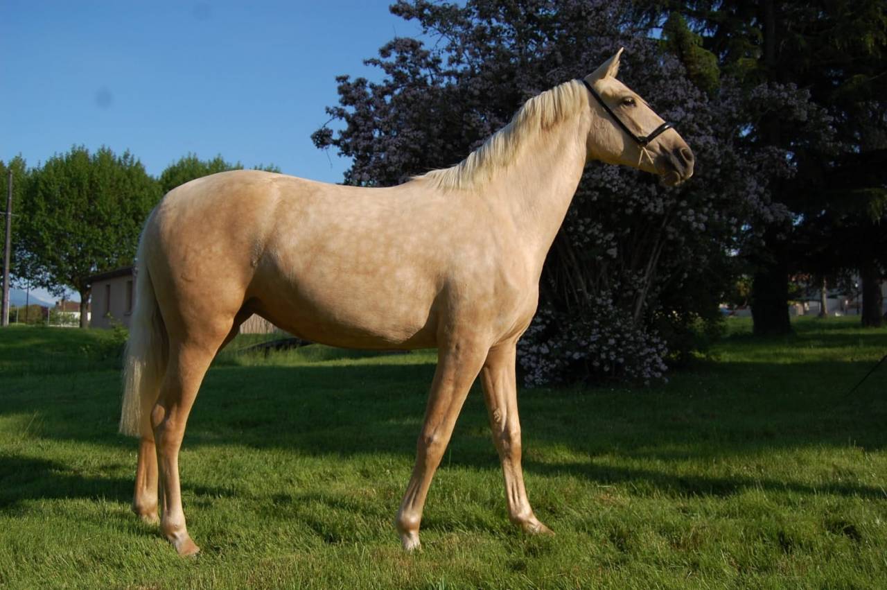 Merrie PRE Puur Ras Spaans Te koop 2023 Palomino ,  TREMENDO JL