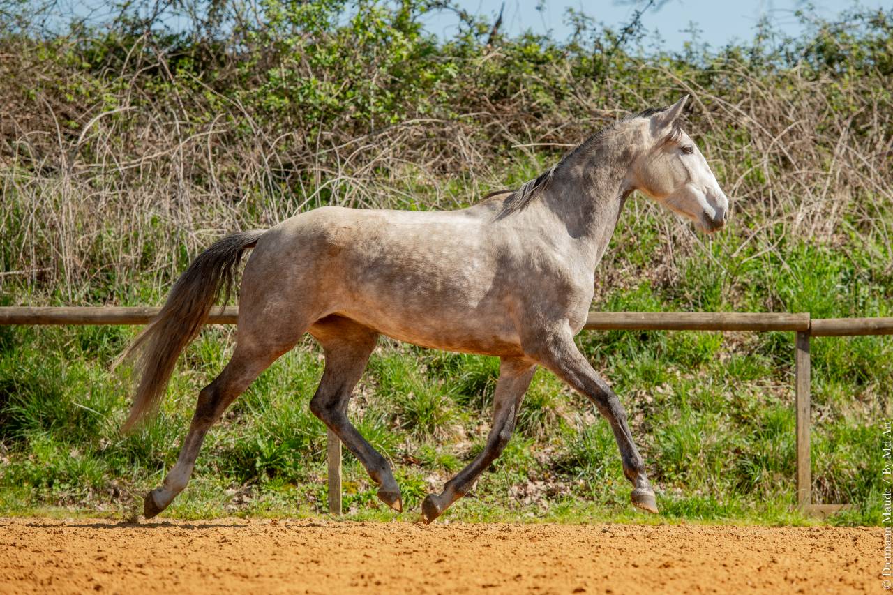Merrie Lusitano Te koop 2020 Schimmel