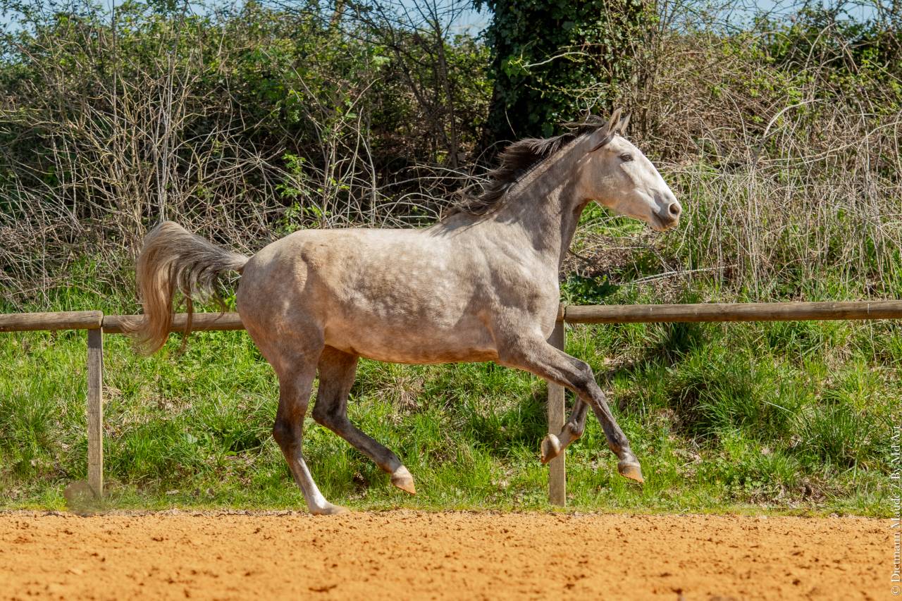 Merrie Lusitano Te koop 2020 Schimmel