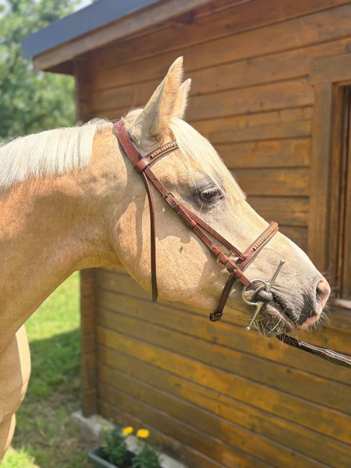 Ruin Franse rijpony PFS Te koop 2020 Palomino ,  DANSEUR DU SUD