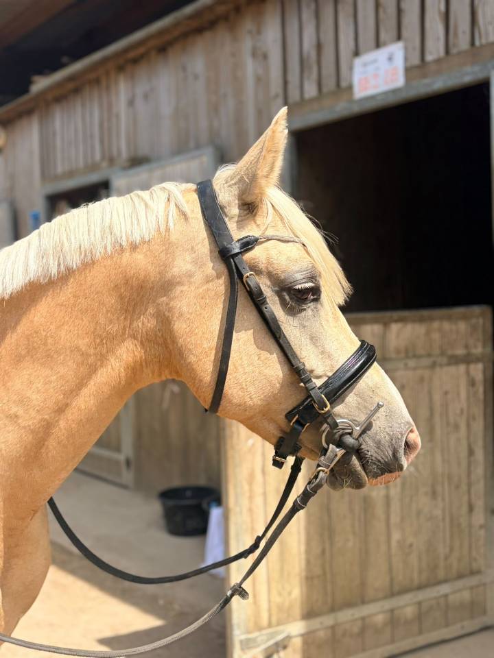 Ruin Franse rijpony PFS Te koop 2020 Palomino ,  DANSEUR DU SUD