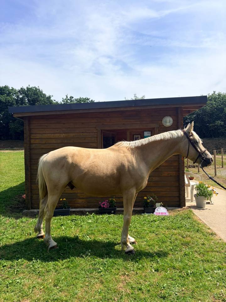 Ruin Franse rijpony PFS Te koop 2020 Palomino ,  DANSEUR DU SUD