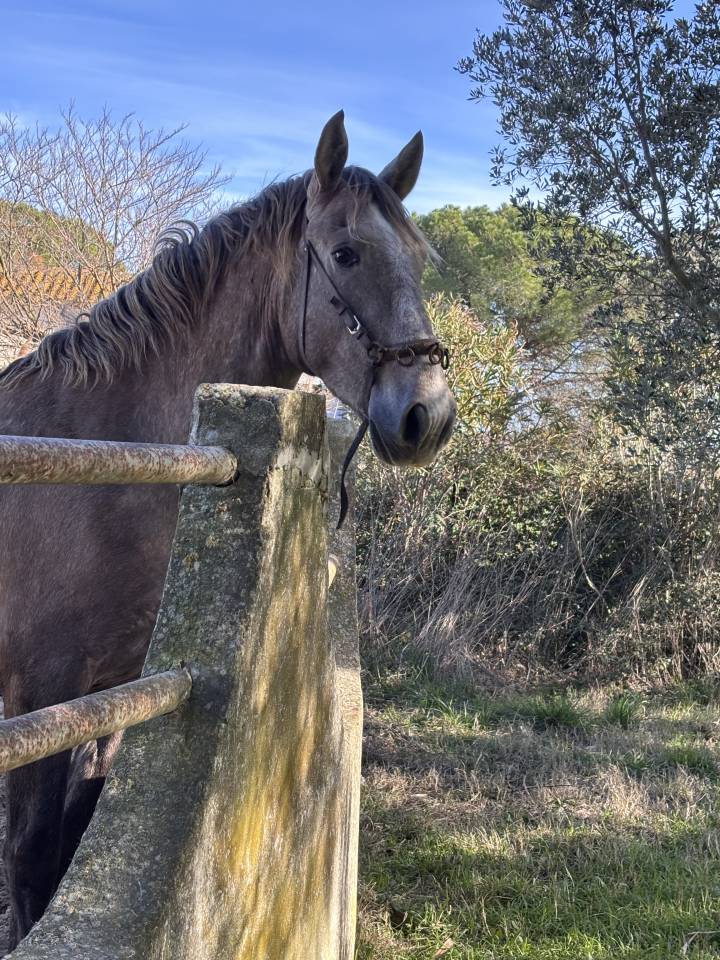 Hengst Lusitano Te koop 2023 Schimmel
