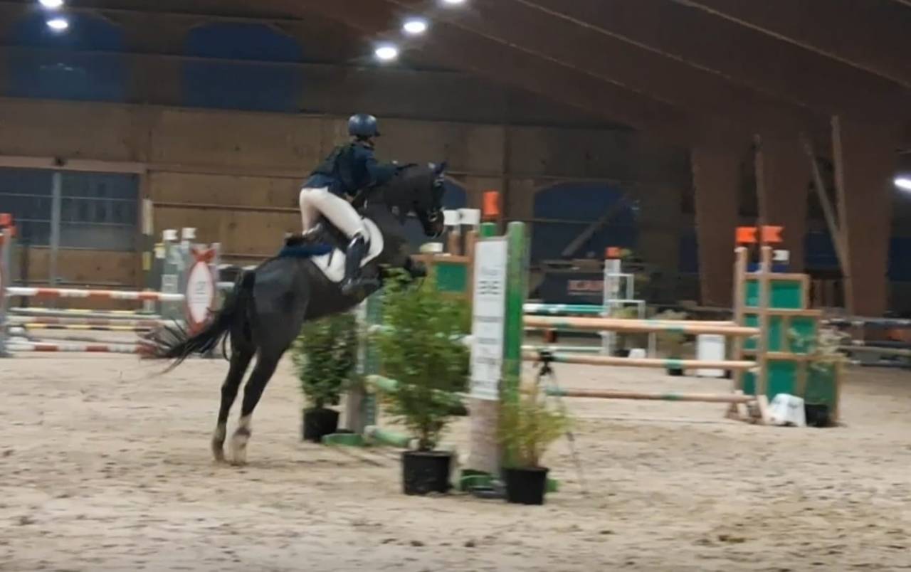 Ruin Franse rijpony PFS Te koop 2018 Zwart ,  Renoir WE
