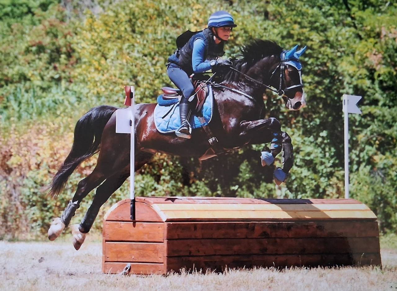 Ruin Franse rijpony PFS Te koop 2018 Zwart ,  Renoir WE