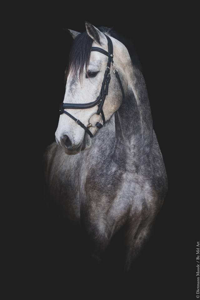 Ruin Lusitano Te koop 2021 Schimmel
